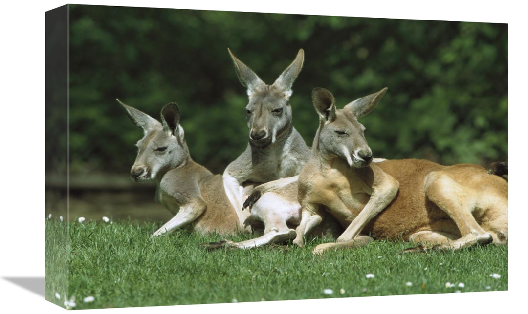 Global Gallery GCS-452568-1218-142 12 x 18 Zoll. Red Kangaroo Trio Relax