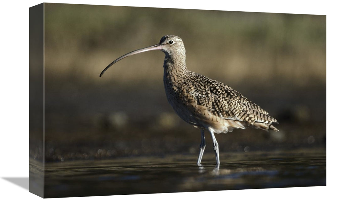 Global Gallery GCS-396133-1218-142 12 x 18 in. Long-Billed Curlew Wadi