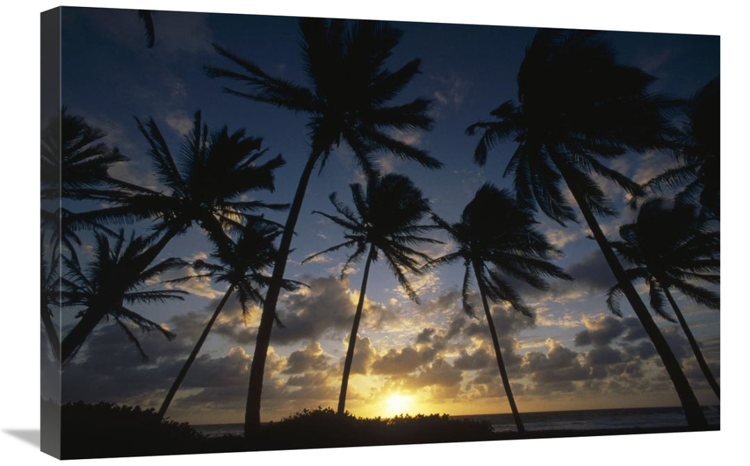 Global Gallery GCS-452851-2030-142 20 x 30 in. Coconut Palm Trees At S