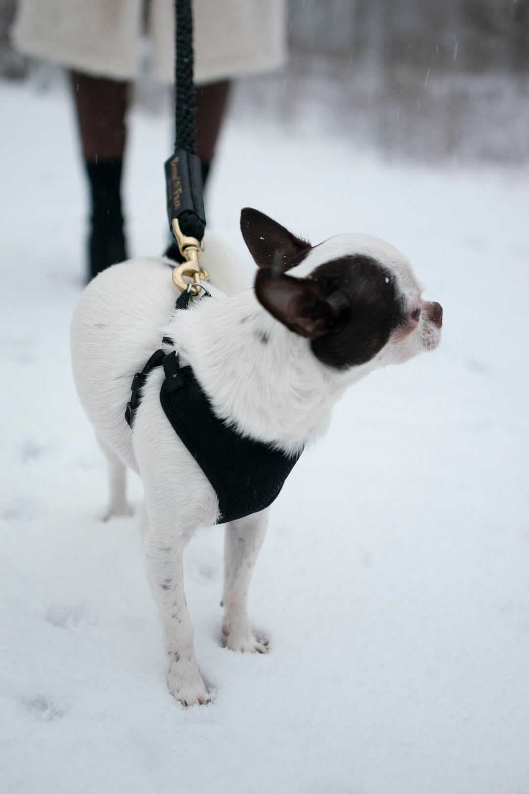 Bundle Shearling Fur Grip + Seilleine für Hunde 